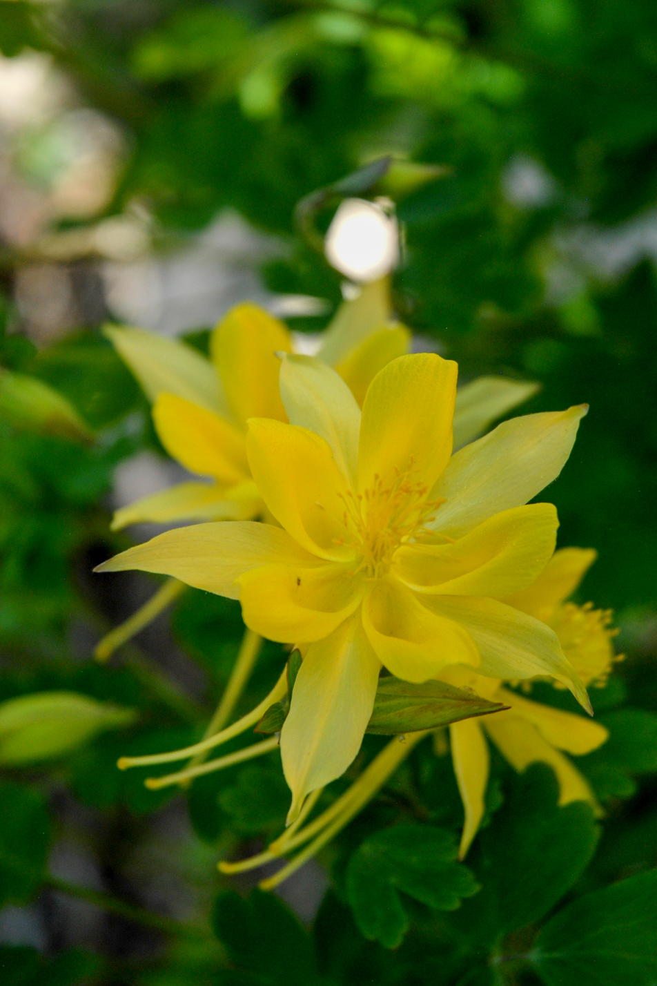Denver Gold Columbine